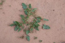 Whole plant