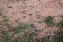 Whole plant