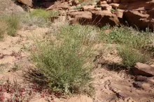 Whole plant