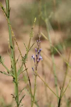 Lavandula coronopifolia flowers