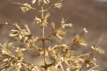 Salvia spinosa fruits