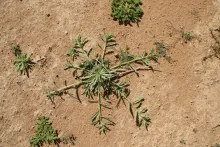 Whole plant and leaves