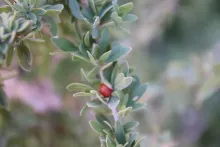 Lycium shawii fruit