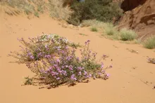 Whole plant