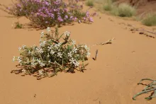 Whole plant