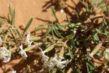 Silene villosa flowers