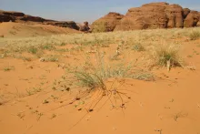 Cyperus conglomeratus on Sandy plains