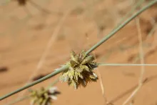 Cyperus conglomeratus flowers