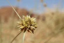 Cyperus conglomeratus flowers