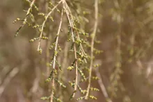 Haloxylon persicum flowers