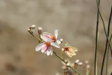 Moringa peregrina flowers