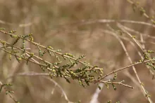 Haloxylon persicum flowers