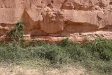 Whole plant climbing a sandtone canyon