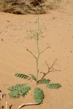 Whole plant