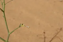 Coincya tournefortii flower and fruit