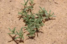 Whole plant