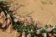 Astragalus spinosus flowers