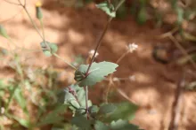 Senecio flavus leaves