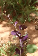 Senecio flavus leaves