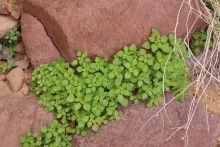 Whole plant