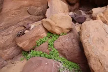 Whole plant