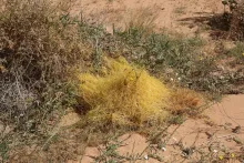 Whole plant