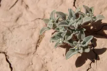 Morettia parviflora flower