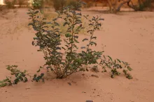 Whole plant