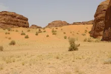 Haloxylon persicum on Sand dunes
