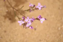 Eremobium aegyptiacum flowers