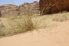 Whole plant