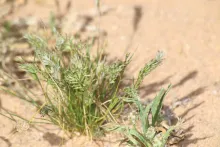 Whole plant