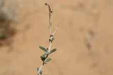 Helianthemum lippii stem