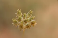 Anisosciadium lanatum fruits