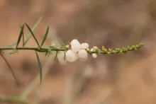 Ochradenus baccatus fruits