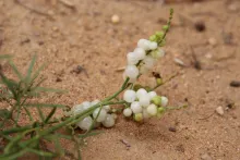 Ochradenus baccatus fruits