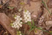 Ochradenus baccatus fruits