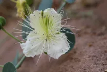 Capparis spinosa flower