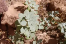 Forsskaolea tenacissima leaves