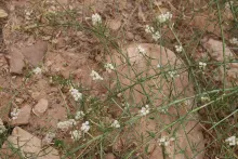 Ochradenus baccatus fruits