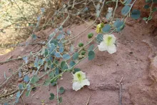 Capparis spinosa flowers