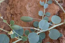 Capparis spinosa leaves