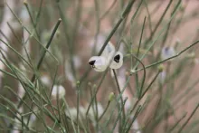 Ephedra ciliata fruits
