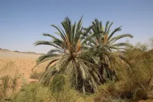 Whole plant