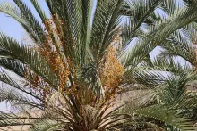 Phoenix dactylifera fruits
