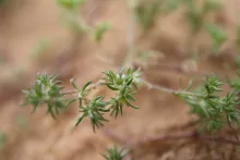 Loeflingia hispanica flower