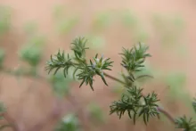 Loeflingia hispanica flower