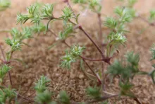 Loeflingia hispanica flower