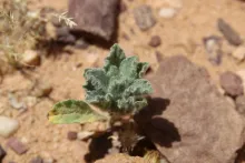 Pulicaria incisa leaves