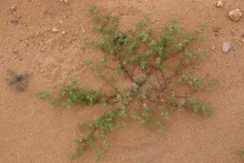 Whole plant